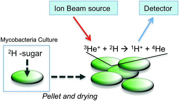 Fig.1 Schematic illustration for assessing 2H-carbohydrate uptake by M. smegmatis and ion beam analysis.