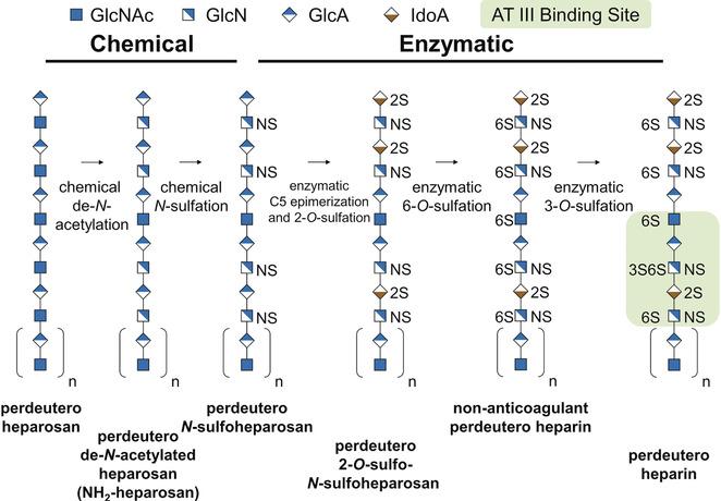 Fig. 1 Biosynthetic isotopic enrichment of chemoenzymatically prepared perdeuteroheparin.[1]