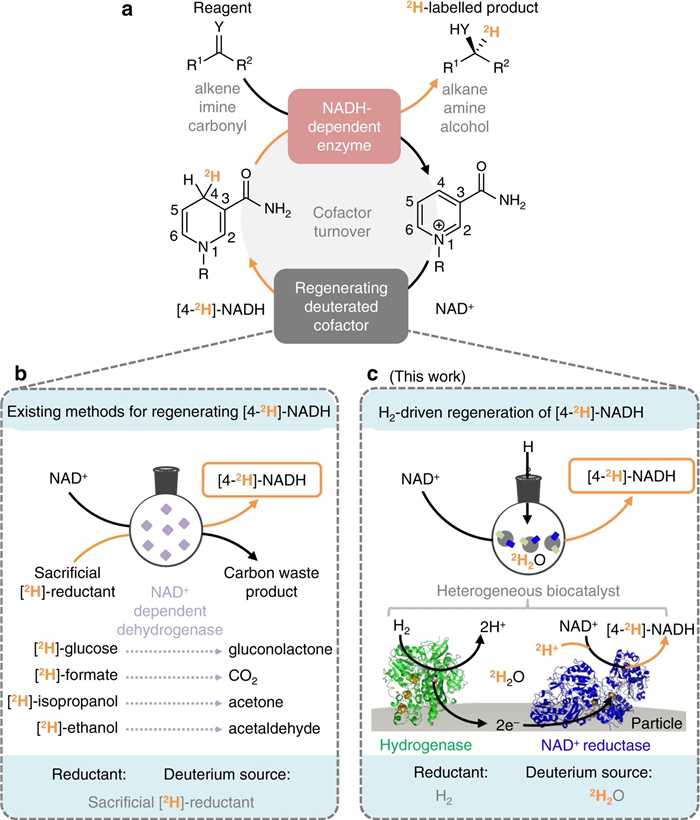 Fig.1 Biocatalytic reductive deuteration requires a supply of [4-2H]-NADH.