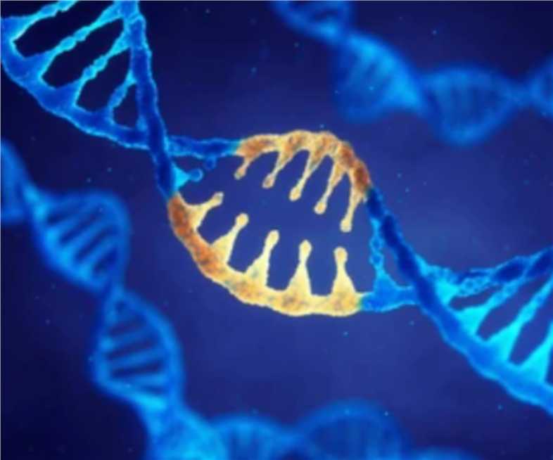 Deuteration of Nucleosides and (oligo)nucleotides Based on DCL™