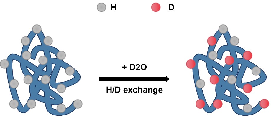 Deuteration of Peptides Based on DCL™