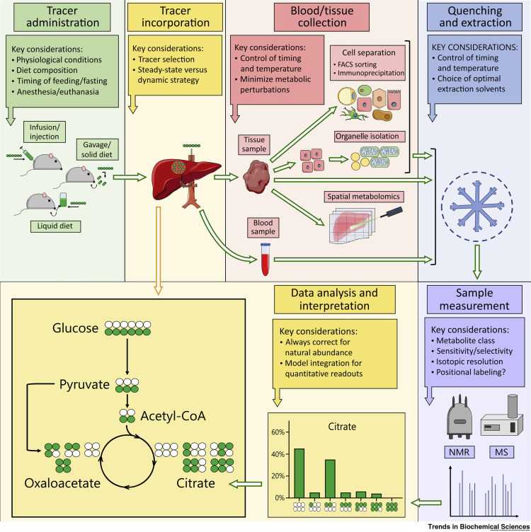 igure 1. Outline of the Different Steps Involved in an In Vivo Stable-Isotope Tracing Experiment.
