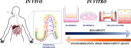 Fig.1 An in vitro model of replicating human intestinal epithelium for absorption and metabolism studies.