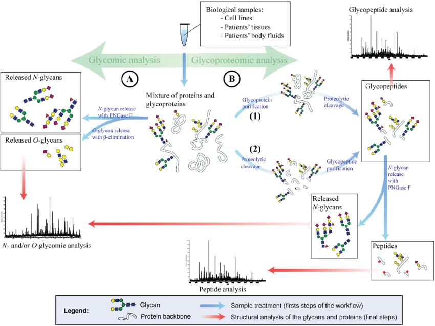 Fig.1 Glycomic and glycoproteomic strategies for glycan analysis.