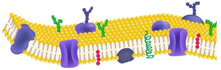 Quantitative Lipidomics Based on DCL™