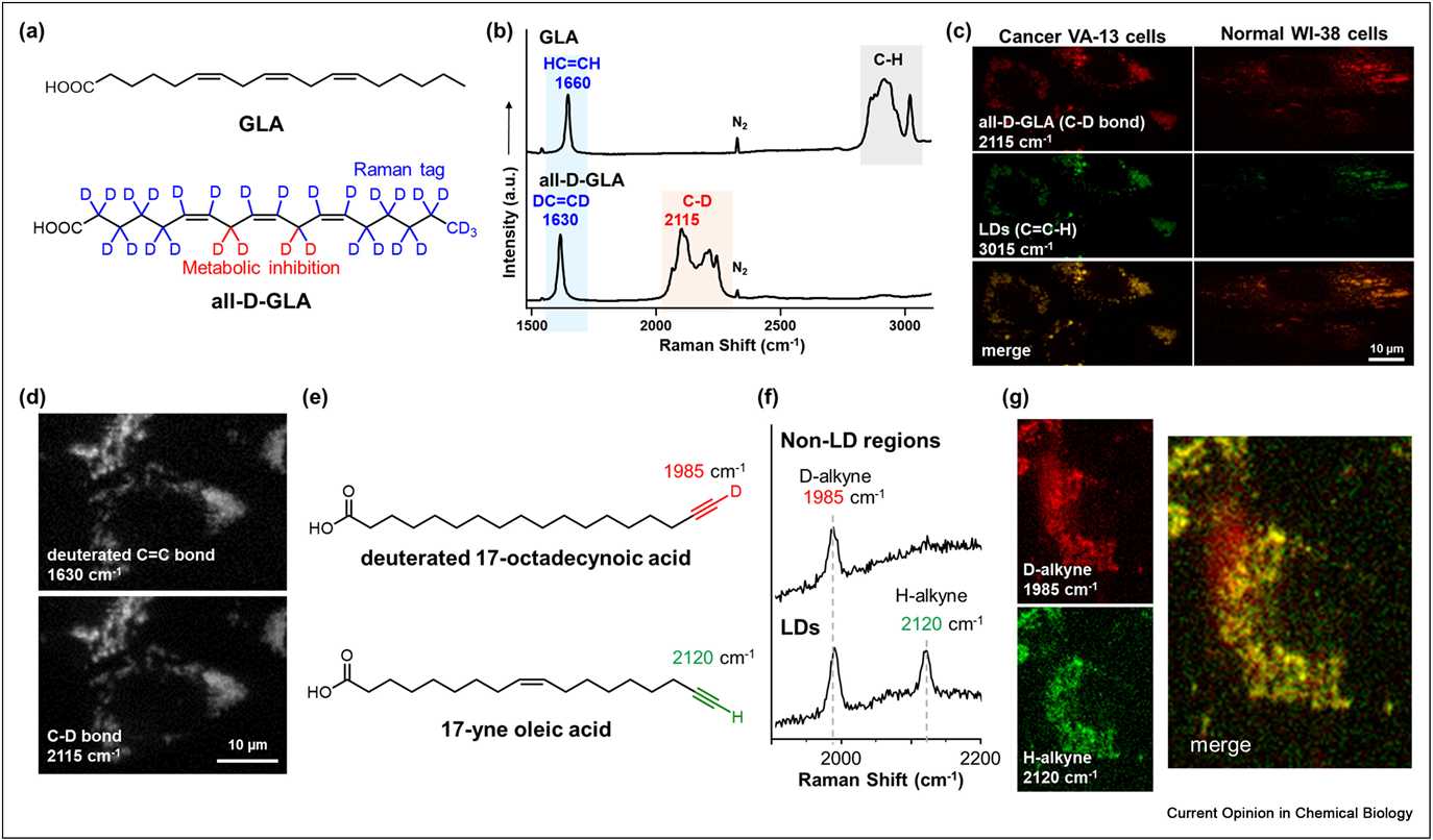 Figure 2. Observation of fatty acid metabolism by deuterium labeling.