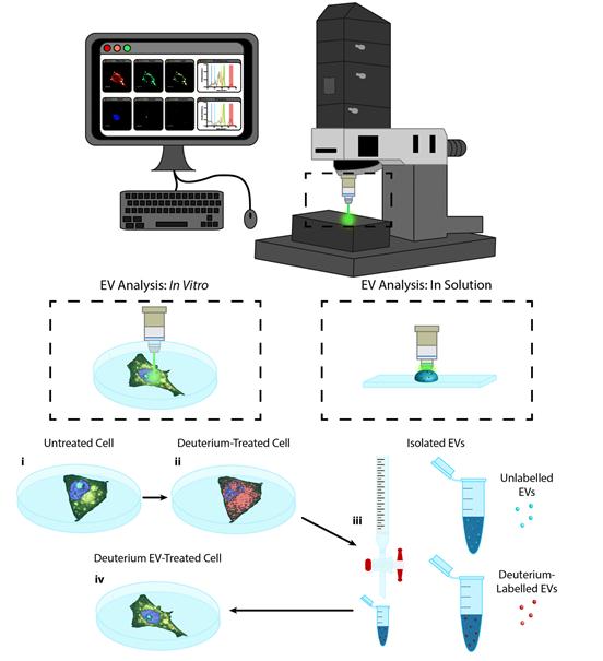 Fig. 3 Raman spectroscopic imaging and analysis of metabolically labelled EVs in solution and in vitro.