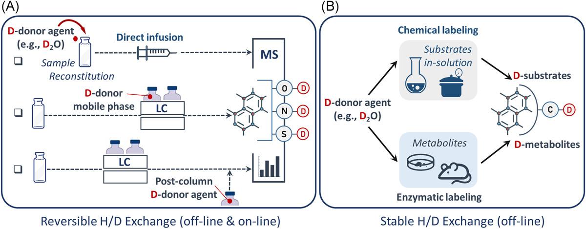 Fig.2 HDX conducted before MS analysis: (A) reversible versus (B) stable.