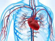 Cardiovascular Disease Therapies Based on DCL™